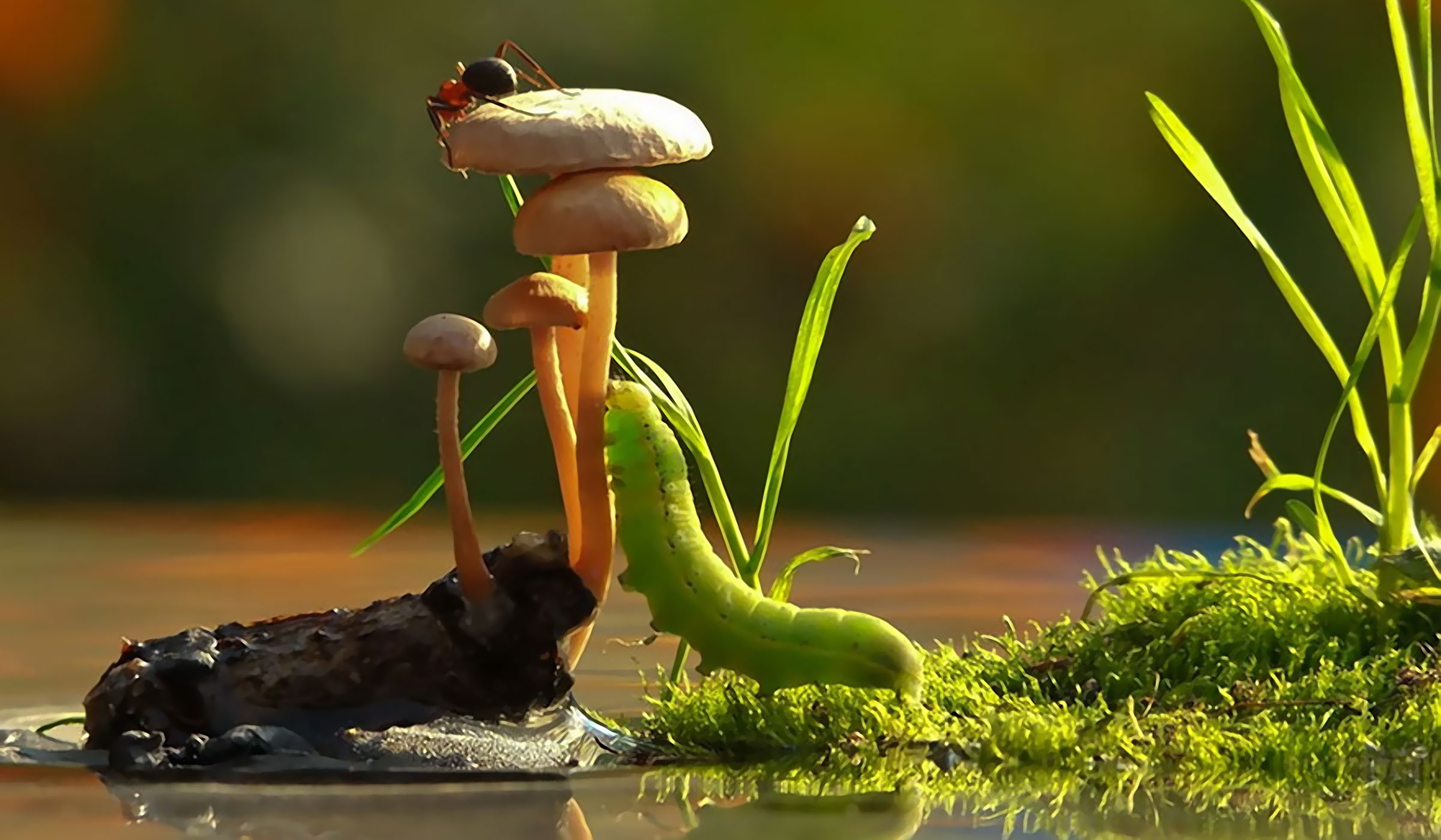 An Incredible World of Mushrooms