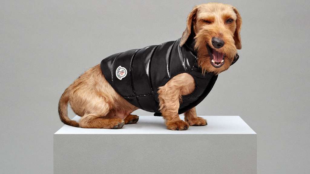 Moncler Dog Puffer Jacket